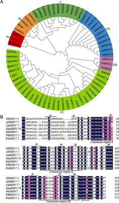 A small heat shock protein (SlHSP17.3) in tomato plays a positive role in salt stress